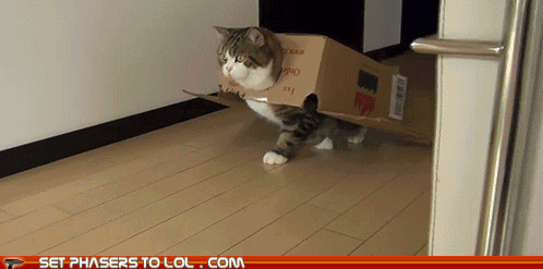 Gif animé: le chat Maru avec une boîte en carton